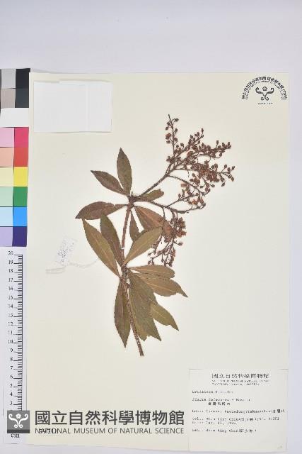 臺灣馬醉木藏品圖，第1張