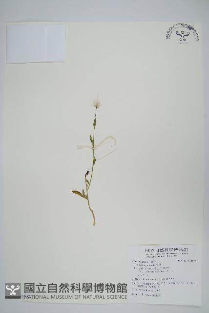 青葙藏品圖，第1張