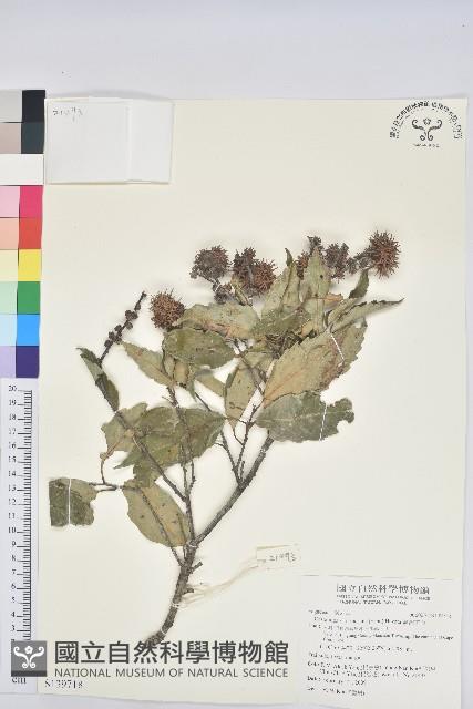 臺灣苦櫧藏品圖，第1張