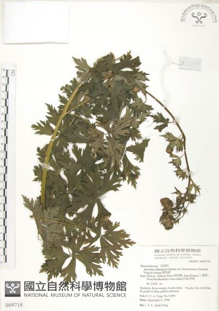 蔓烏頭藏品圖，第1張