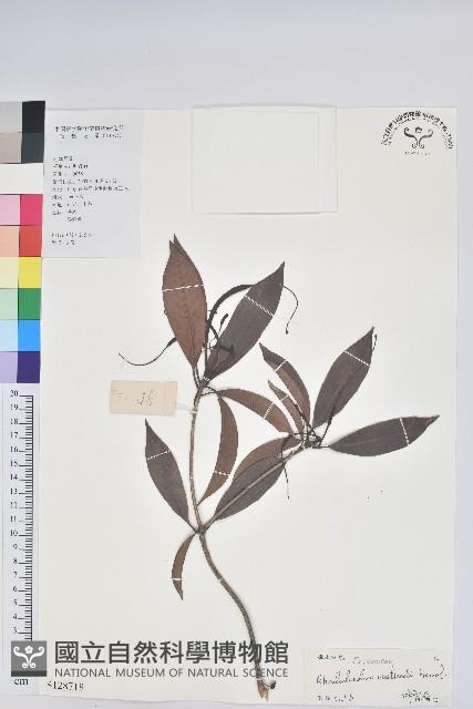 絲線吊芙蓉藏品圖，第1張