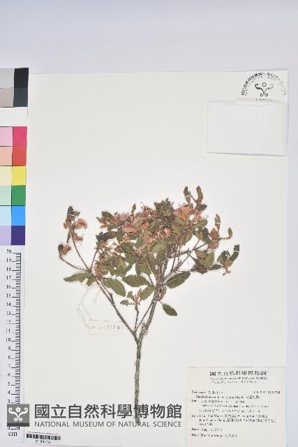 埔里杜鵑藏品圖，第1張