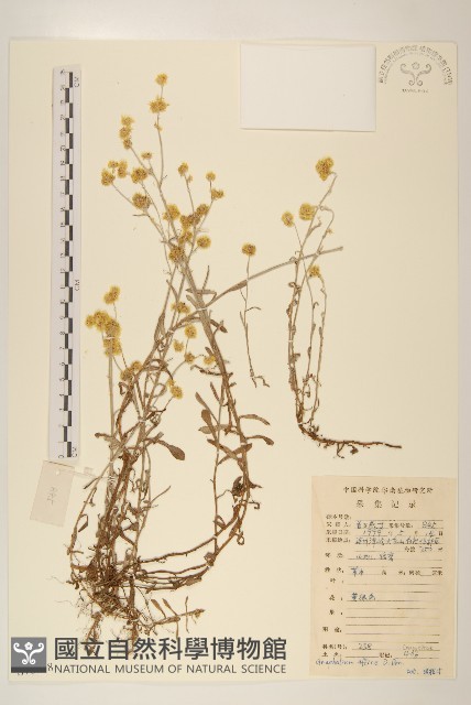 鼠麴草藏品圖，第1張