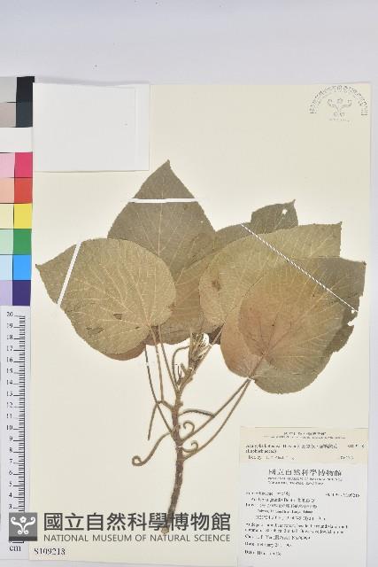 紅頭鐵莧、蘭嶼鐵莧藏品圖，第1張