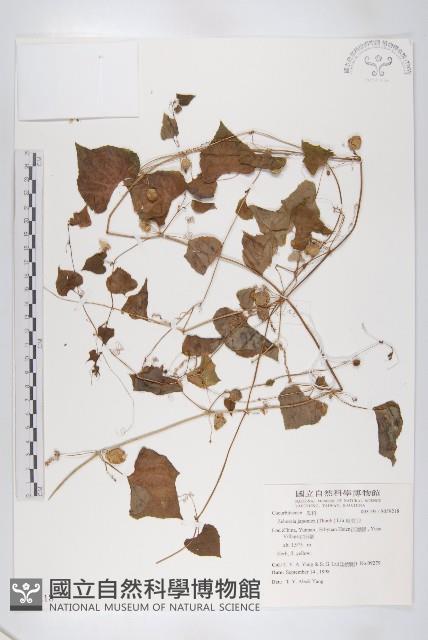 馬交兒藏品圖，第1張