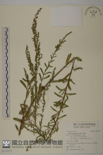 牡蒿藏品圖，第1張