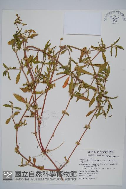 蓮子草藏品圖，第1張