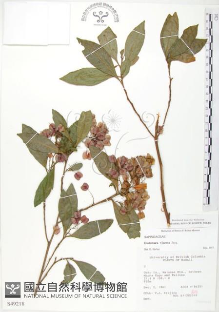 車桑子藏品圖，第1張