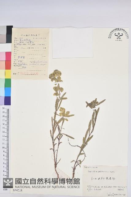 大戟藏品圖，第1張