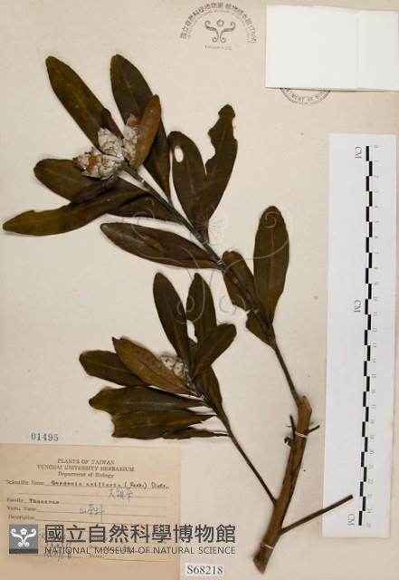 大頭茶藏品圖，第1張