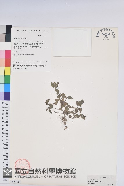 鐵莧菜藏品圖，第1張