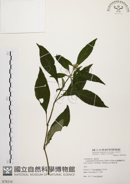 臺灣鱗球花藏品圖，第1張