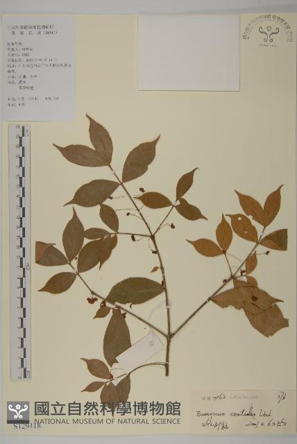 百齒衛矛藏品圖，第1張