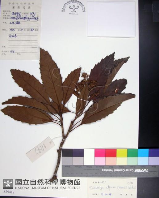 山枇杷、臺灣枇杷藏品圖，第1張