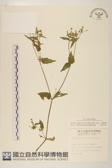 粗毛小米菊藏品圖，第1張