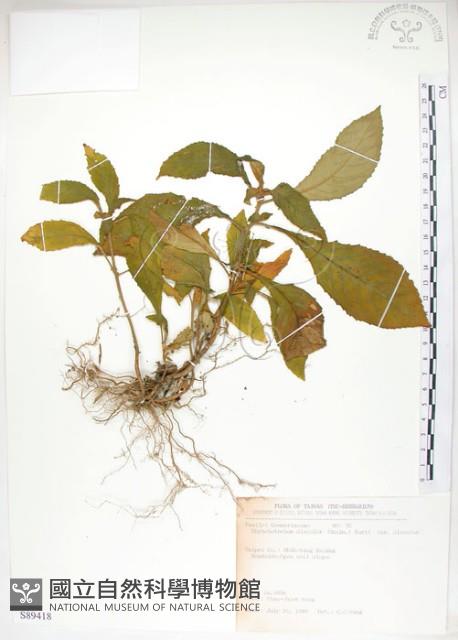 同蕊草、異色線柱苣苔藏品圖，第1張