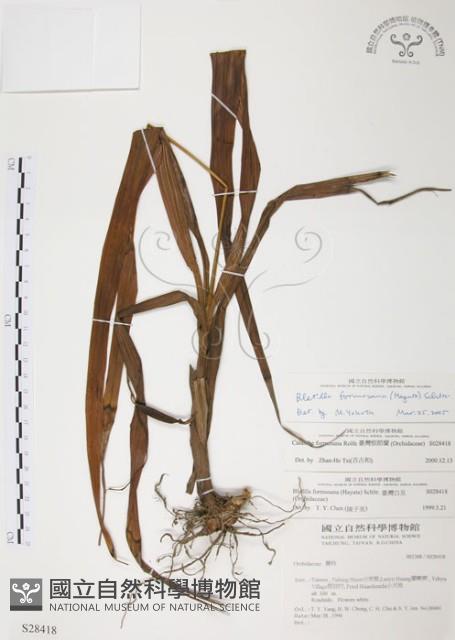 臺灣白及藏品圖，第1張