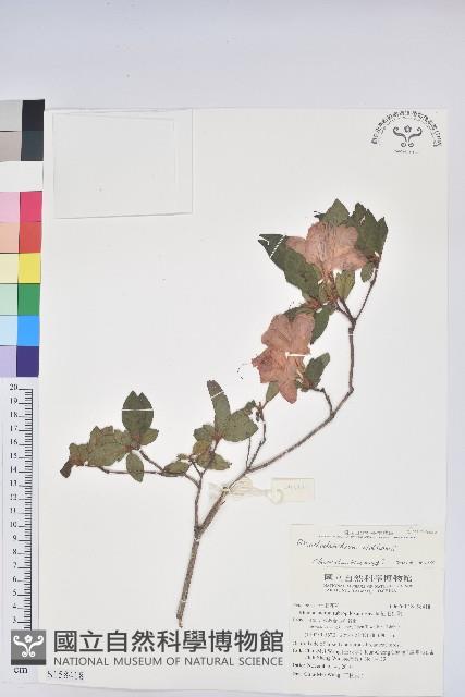 金毛杜鵑藏品圖，第1張