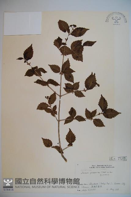 Accession Number:S058418 Collection Image, Figure 1, Total 2 Figures