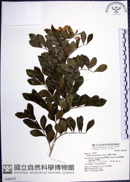 月橘藏品圖，第1張