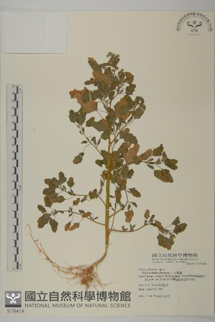 小葉藜藏品圖，第1張