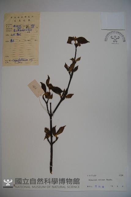 松田氏莢迷、宜昌莢迷藏品圖，第1張