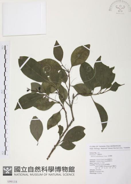 紅葉樹藏品圖，第1張