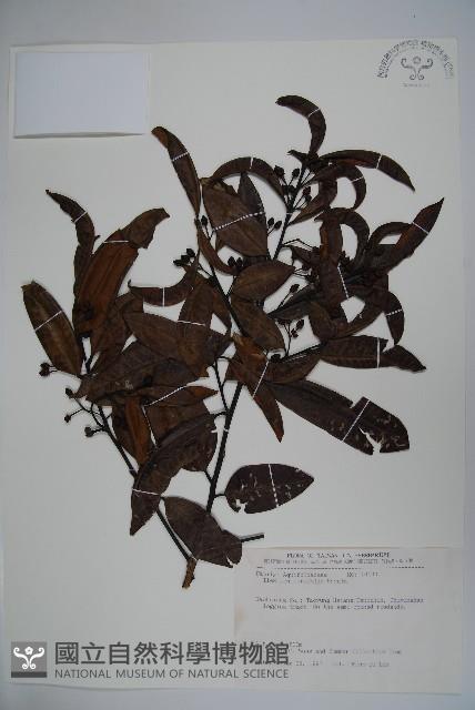 忍冬葉冬青藏品圖，第1張