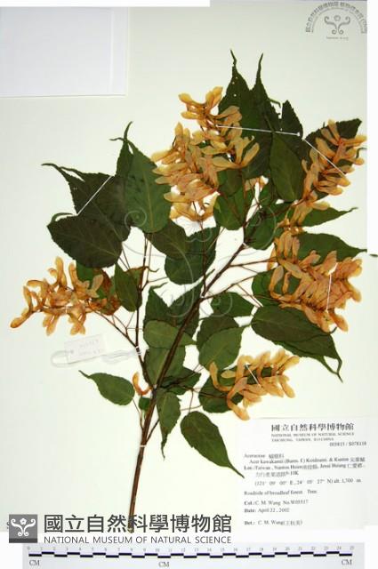 尖葉槭藏品圖，第1張