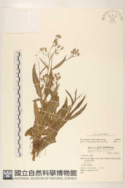 兔仔菜藏品圖，第1張