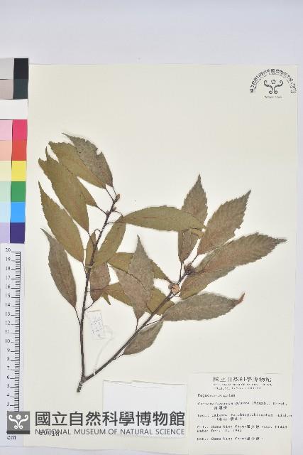 青剛櫟、鐵椆藏品圖，第1張