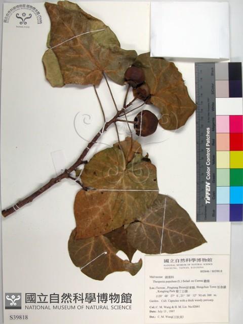 繖楊、截萼黃槿藏品圖，第1張