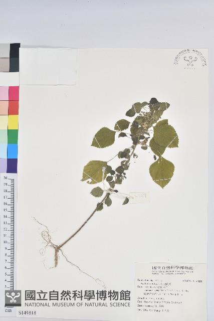 印度鐵莧藏品圖，第1張