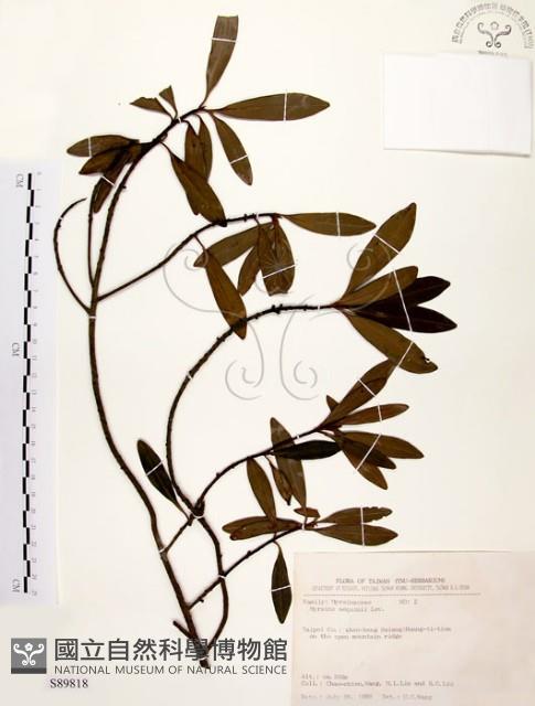 大明橘藏品圖，第1張