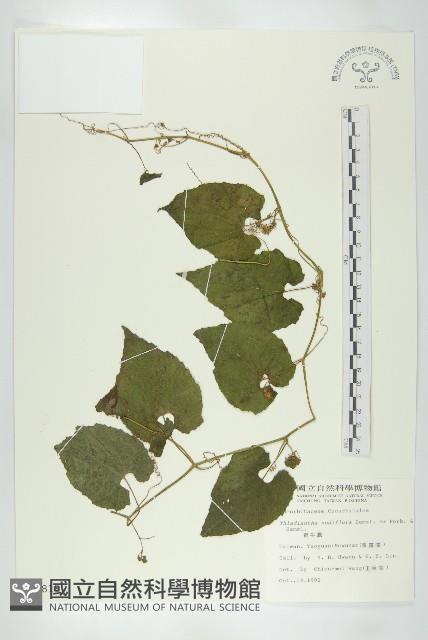 青牛膽藏品圖，第1張