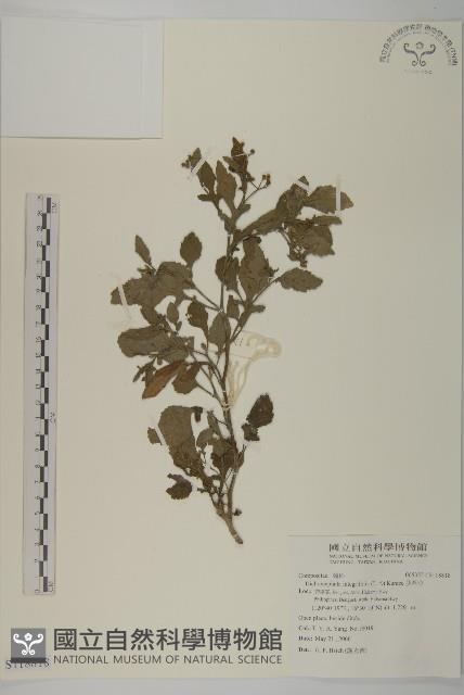 茯苓菜藏品圖，第1張