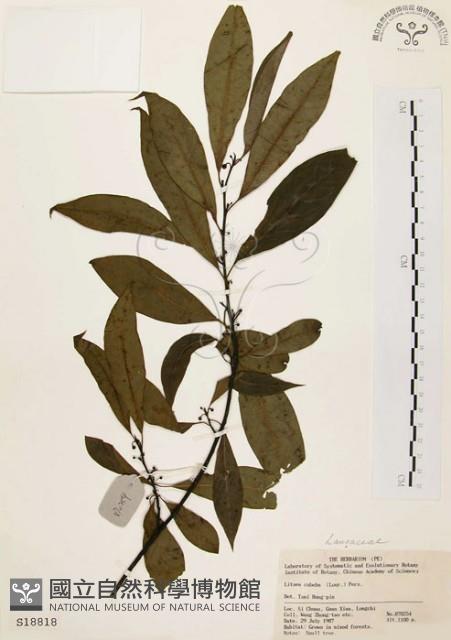 山胡椒藏品圖，第1張