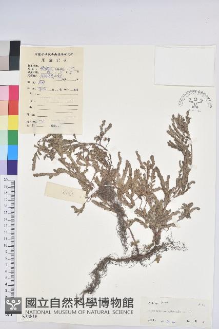 葉下珠、珠仔草藏品圖，第1張