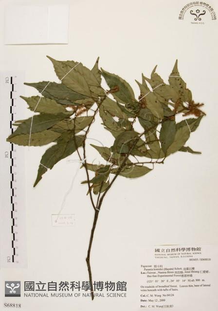 油葉石櫟藏品圖，第1張