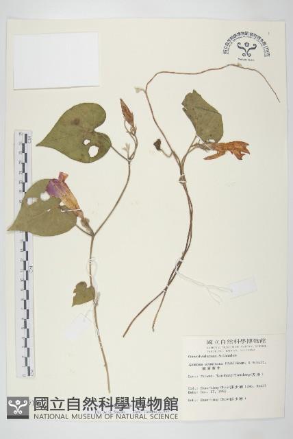 銳葉牽牛藏品圖，第1張