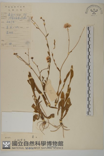琴葉紫菀藏品圖，第1張