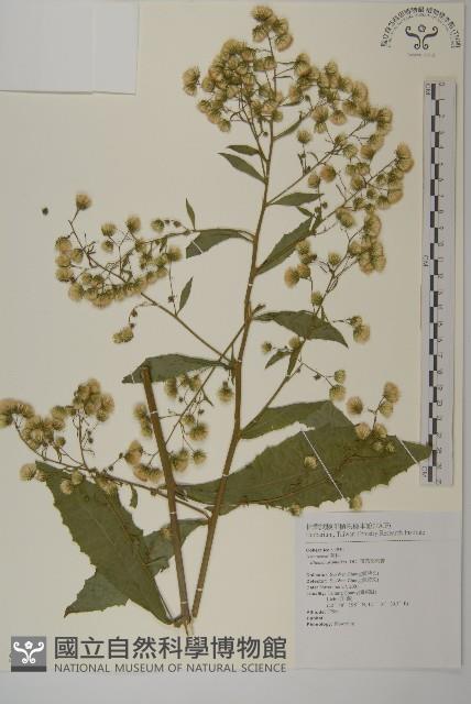 薄葉艾納香藏品圖，第1張