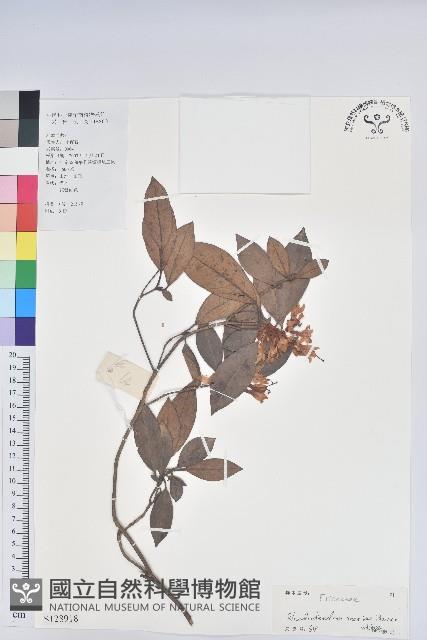 嶺南杜鵑藏品圖，第1張