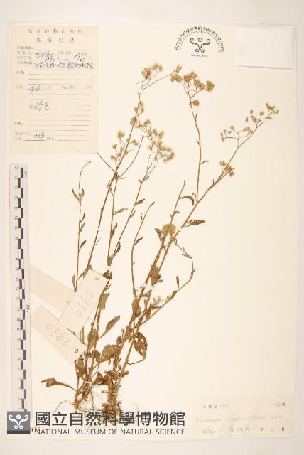 一枝香藏品圖，第1張