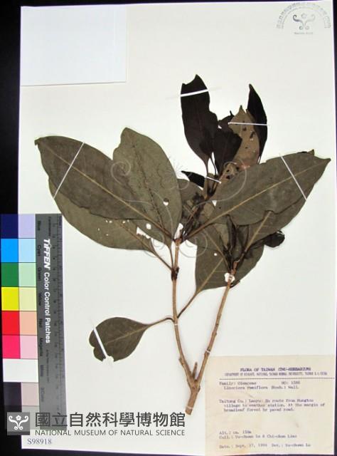 紅頭李欖, 蘭嶼李欖藏品圖，第1張