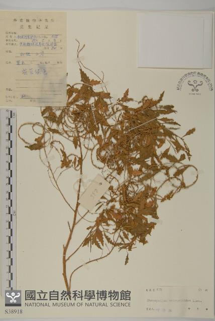 臭杏、土荊芥藏品圖，第1張