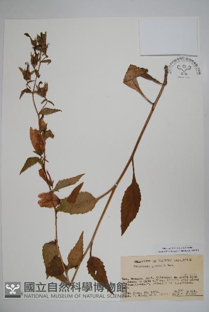 紫斑風鈴草藏品圖，第1張