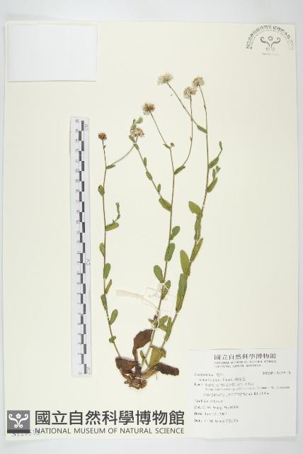 狗娃花藏品圖，第1張