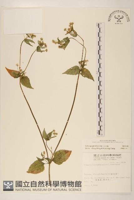 小米菊藏品圖，第1張