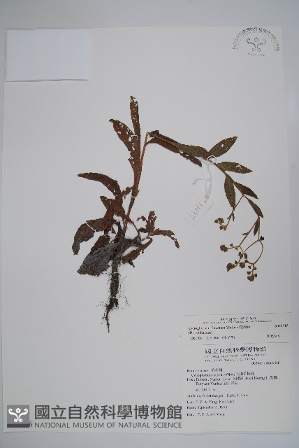琉璃草藏品圖，第1張